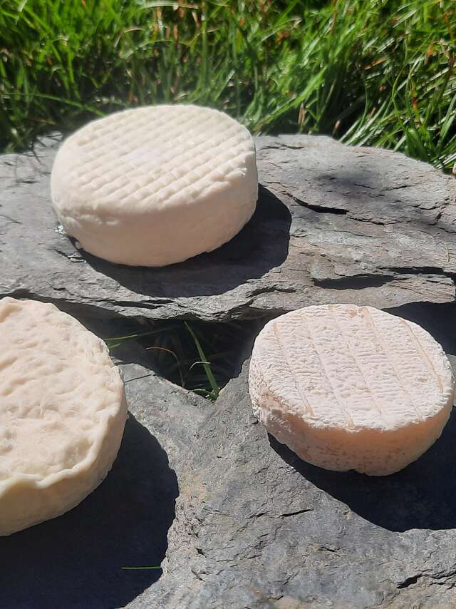 Les chèvres du Moutaret