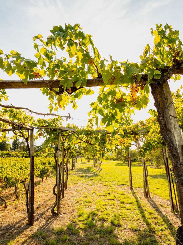 Mas of the Tourelles - Wine Estate