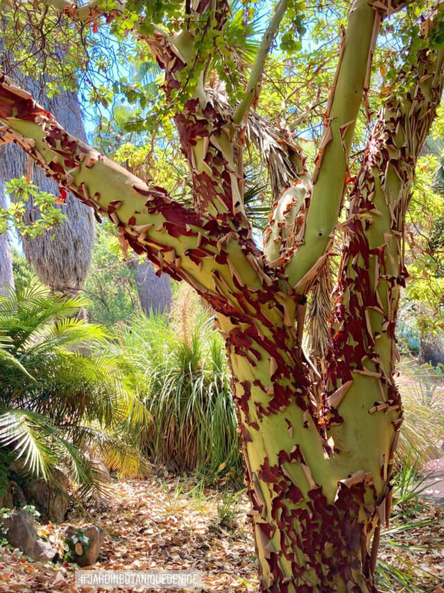 Jardin Botanique de Nice