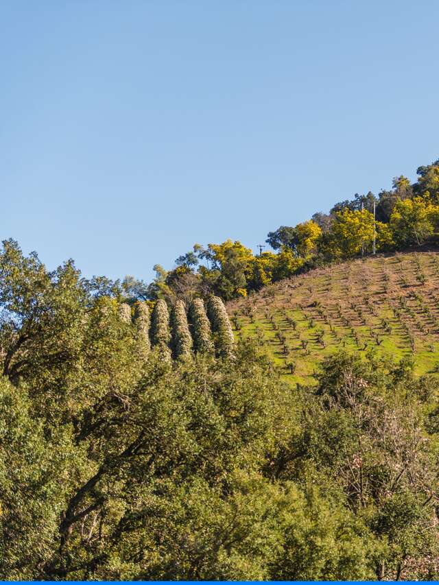 Le mimosa et ses compagnons de Tanneron- balade guidée