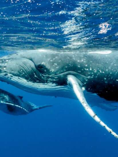 Tahiti Iti Diving - Whale watching tours