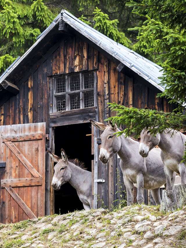 Les Anes de la Brasque