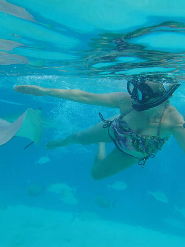 Ariki Tours - Sortie baleines