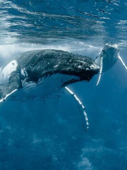 Bora Ocean Adventures - Sortie baleines