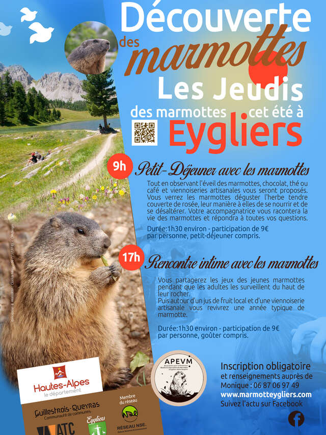 Discovering marmots: breakfast with the marmots
