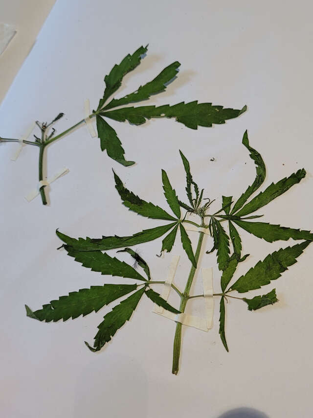 Atelier découverte florale et herbier