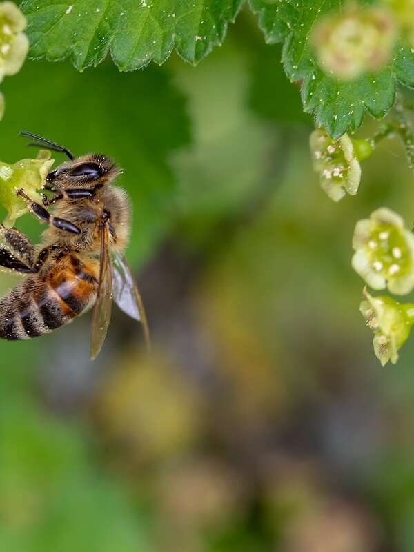 Fête de la nature