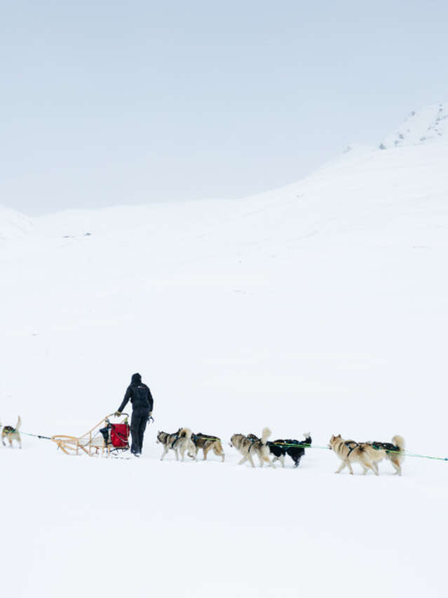 Schlittenhunde mit Takitrek