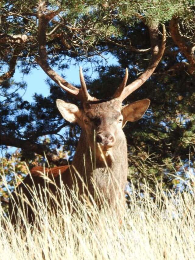 Soirée Brame du Cerf avec Les Chemins de Pierre