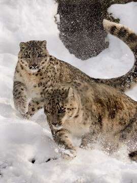 Ateliers 6 / 10 ans - Les animaux et le froid