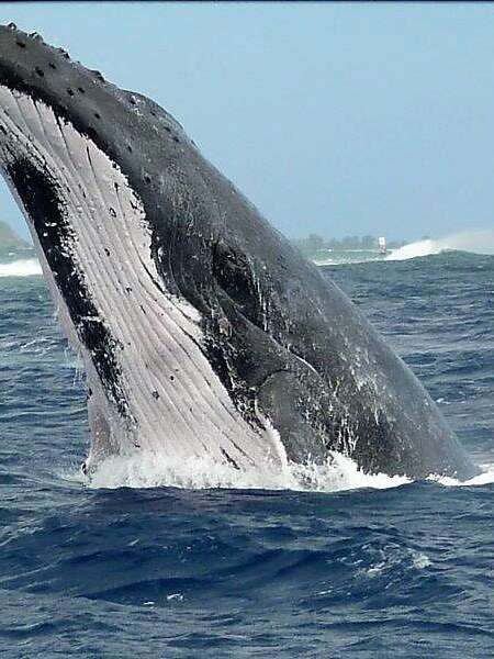 Tahiti Lagoon Paradise - Sortie baleine