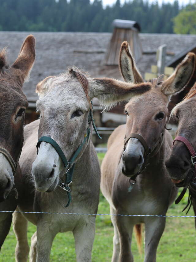 Balade accompagnée d'un poney, d'un âne ou d'un lama avec Les Galopins