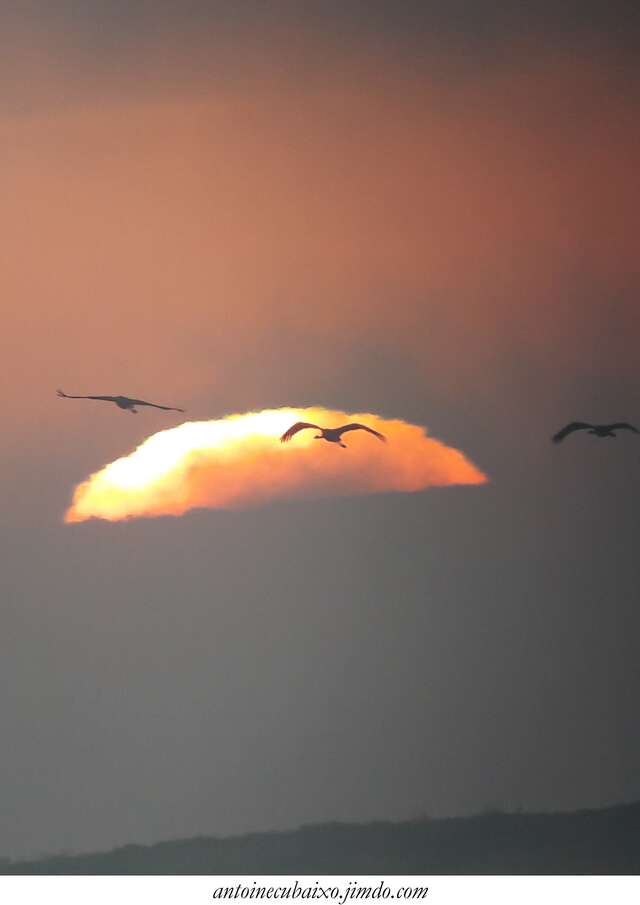 "Oiseaux du monde" avec Antoine Cubaixo (guide ornithologue)