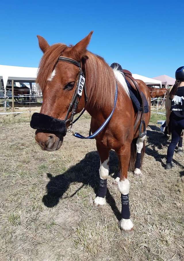 Centre Equestre de Cherveux - Poney Club