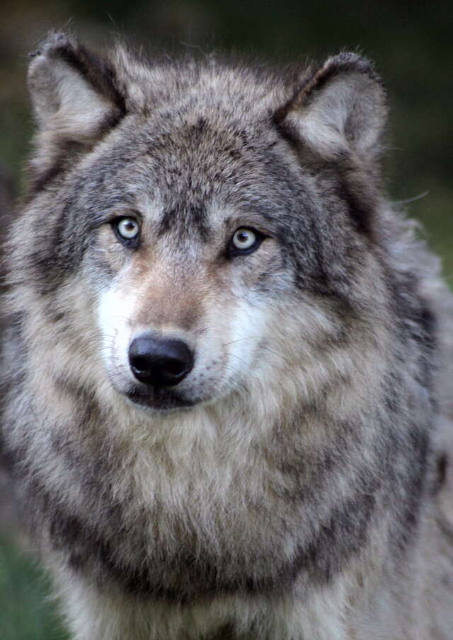 Parc Animalier de Gramat