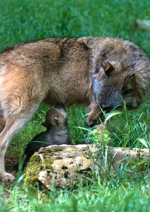 Parc Animalier de Gramat