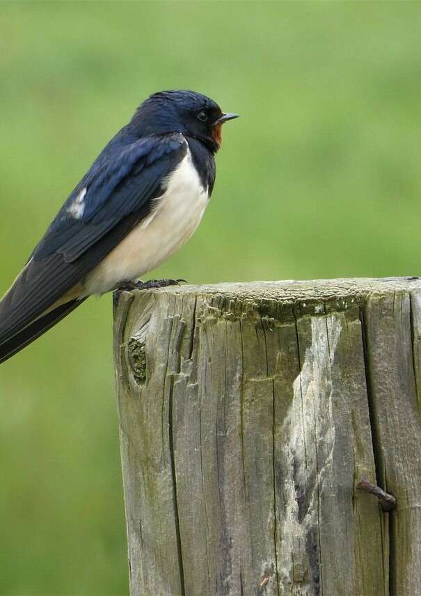 Sortie nature "Entre hirondelles et martinets"