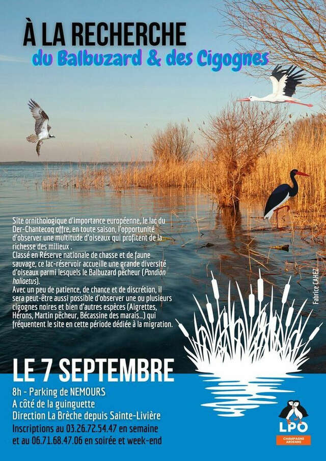 A la recherche du Balbuzard et des Cigognes