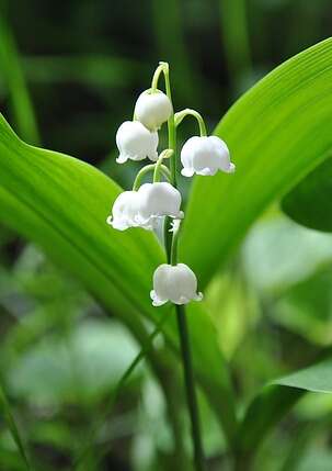 Randonnée du Muguet