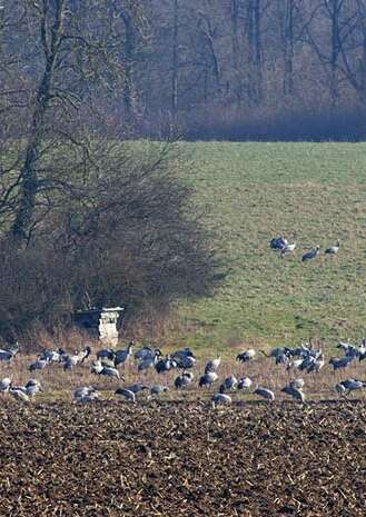 Ferme aux Grues