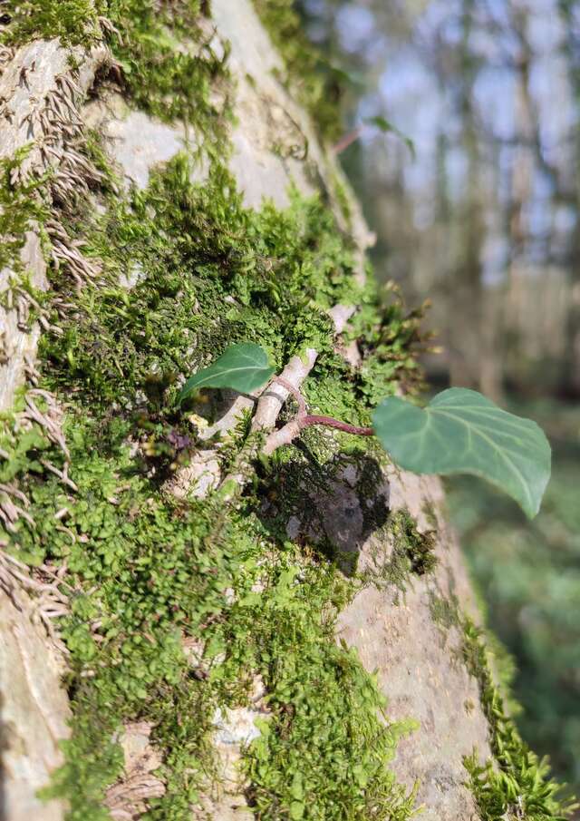 Bain de forêt