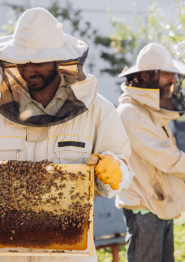 Les abeilles mayennaises