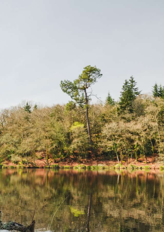 Le Bois du Moustoir