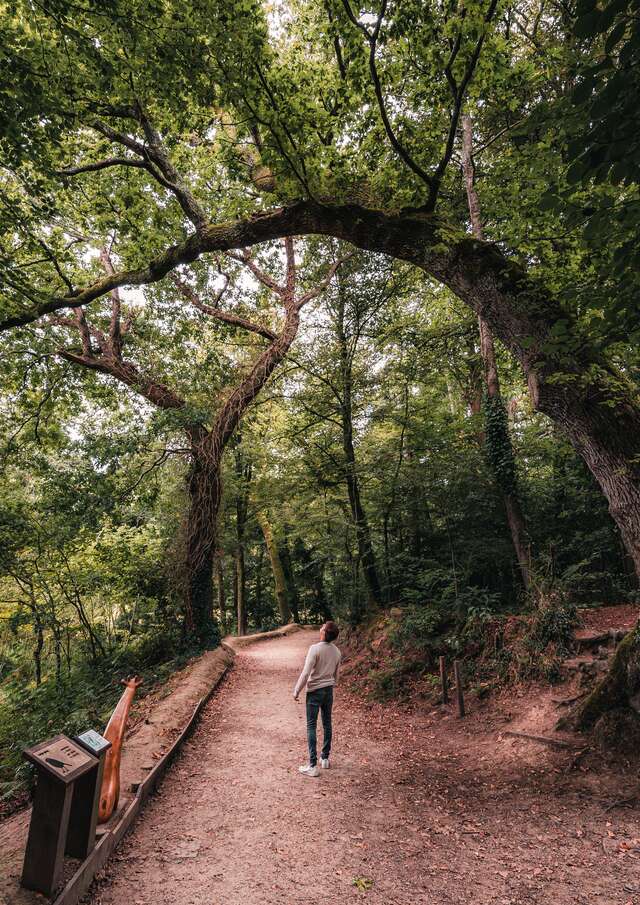 Le bois de Penfoulic