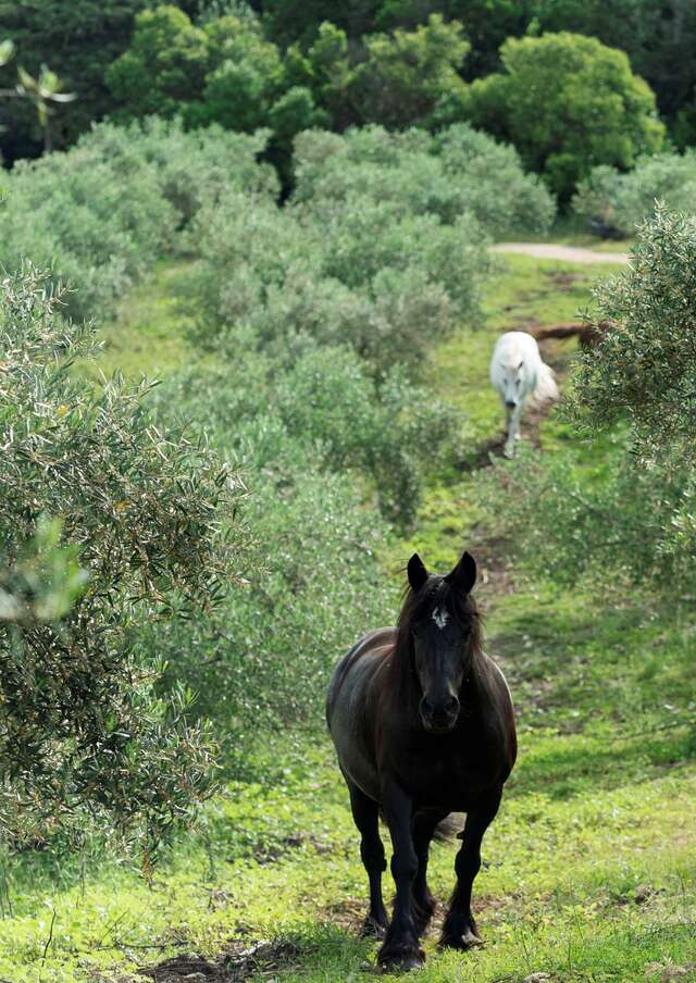 DOMAINE DE L'OULIVIE