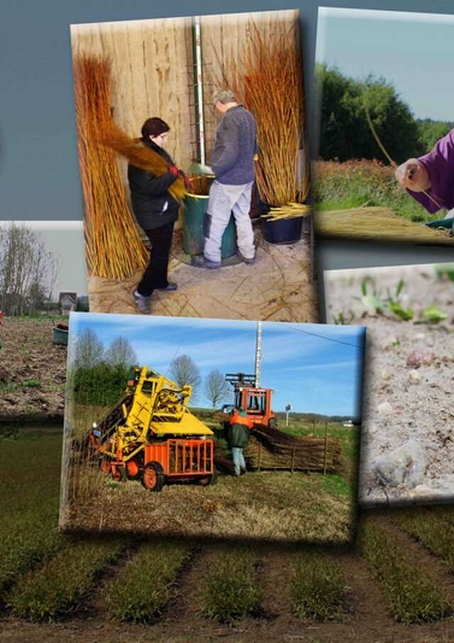 L'Osier de Gué Droit - Boyer Patrick & Séverine