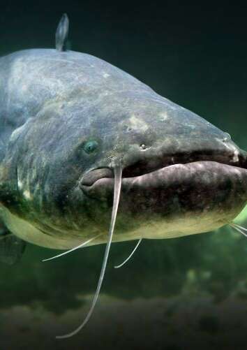 Aquarium de Touraine