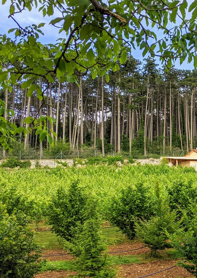 Balade, découverte et dégustation chez Jean-Louis : le Clos de la Belle Châtelaine