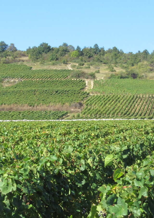 Desvignes