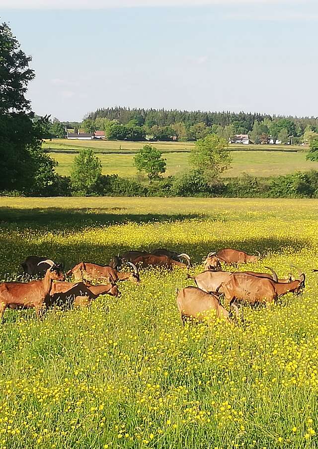 Visite-découverte de la ferme de Joël Poulain