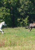 Association de Randonnées Equestres dans le Morvan