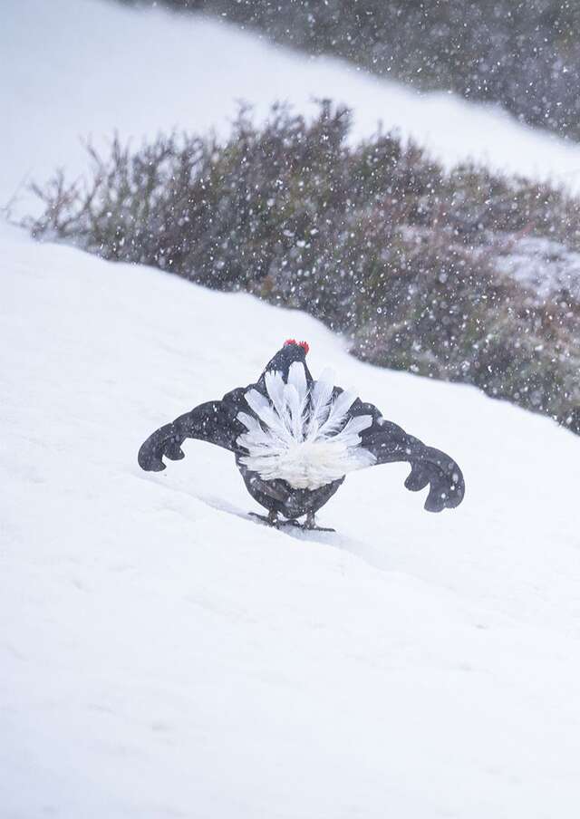 Le pari, cinq oiseaux de nos montagnes