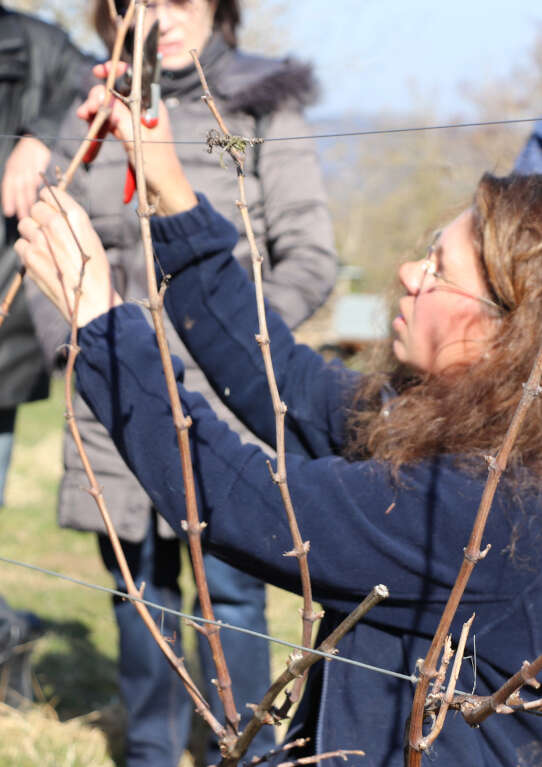 Visite et dégustation autour de la taille de la vigne