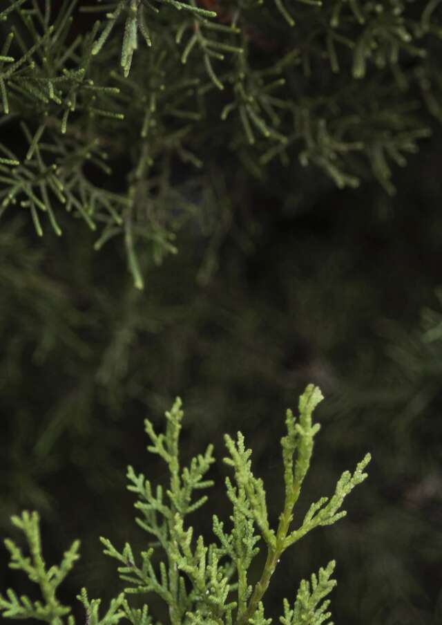 Natale in montagna - Vendita di alberi