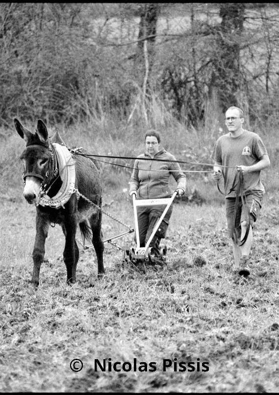 Visite de la ferme et démonstration en traction animale