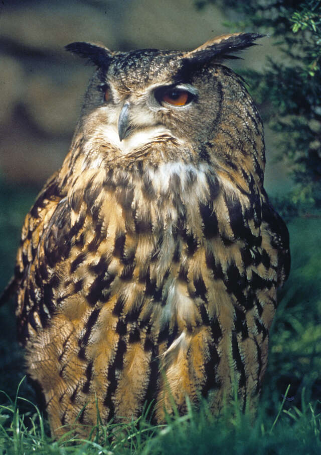 Rapaces nocturnes : qui sont-ils, comment vivent-ils ?