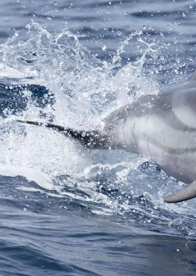 Observation de Dauphins et de Baleines en bateau Hybride