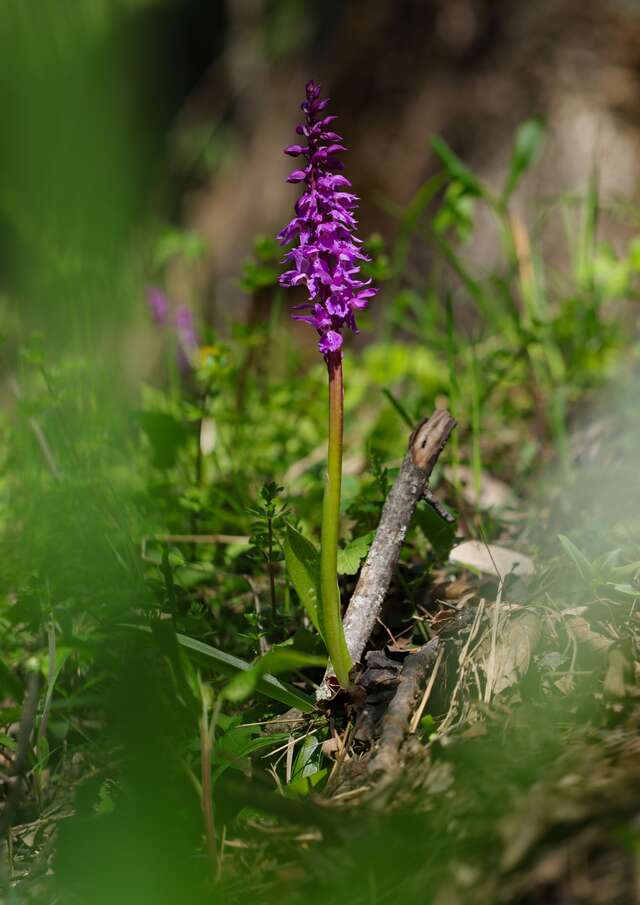 A la rencontre des orchidées et autres fleurs sauvages