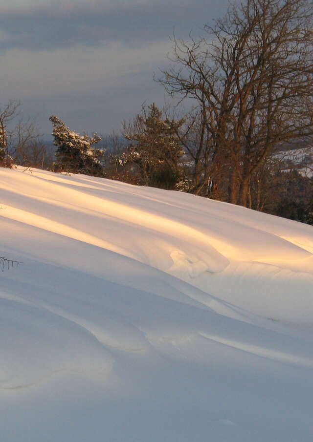 Sortie raquettes "Sur les traces de Maître Renard"