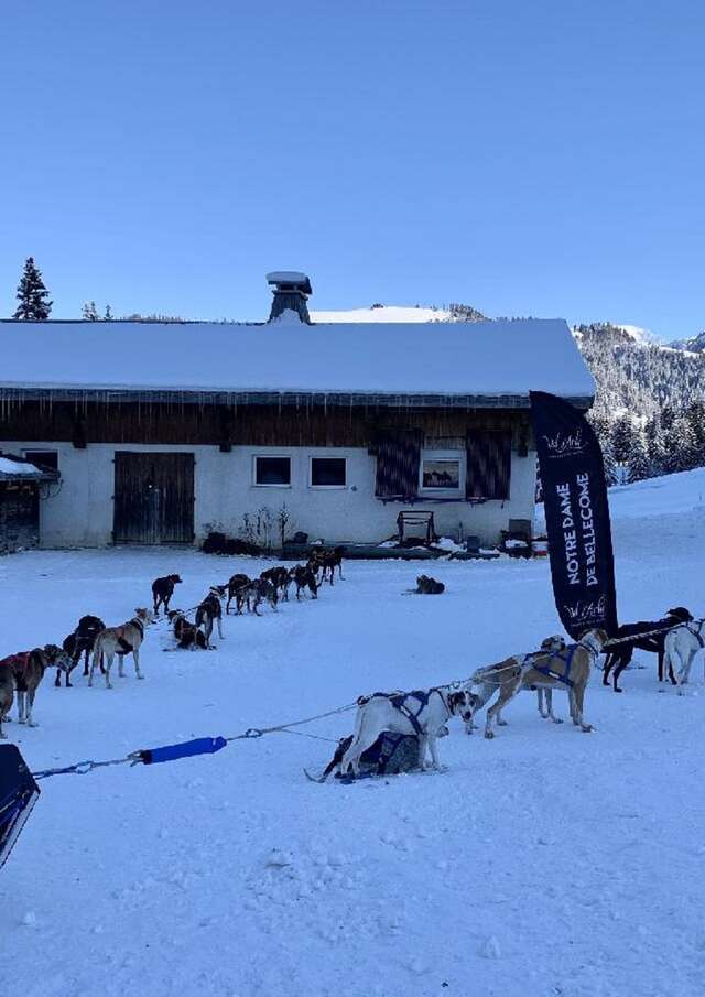 Chiens de traîneau "Randonnée aventure" 2 adultes et 2 enfants