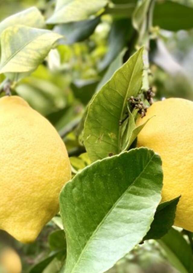 Conférence : Le citron de Menton à l'épreuve du climat