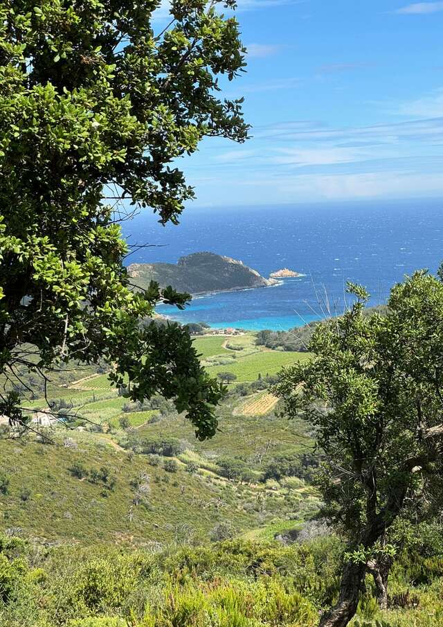 Meeting point: Flora and vegetation of Cap Lardier