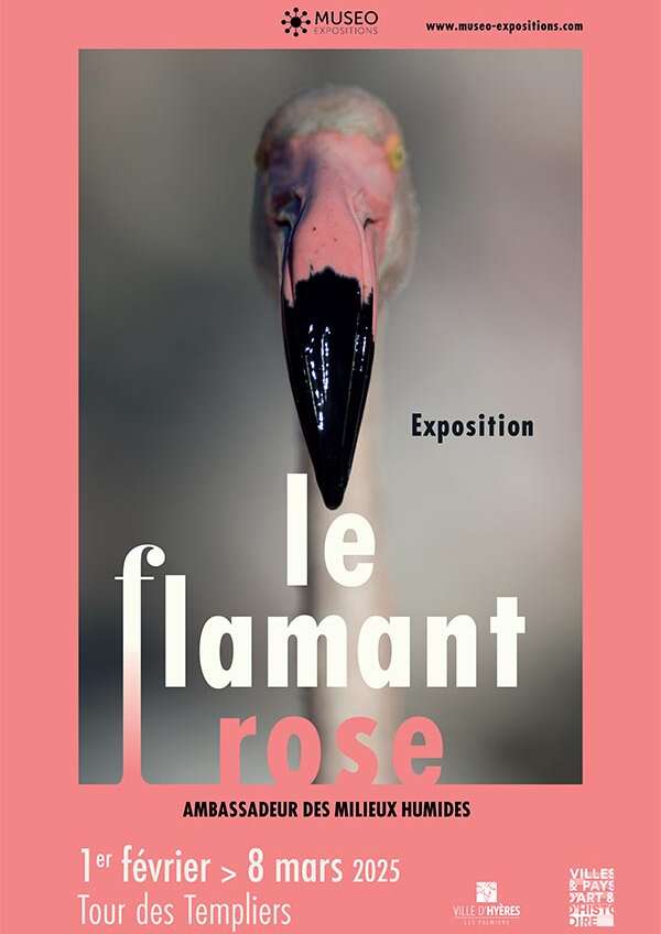 Exposition le flamant rose