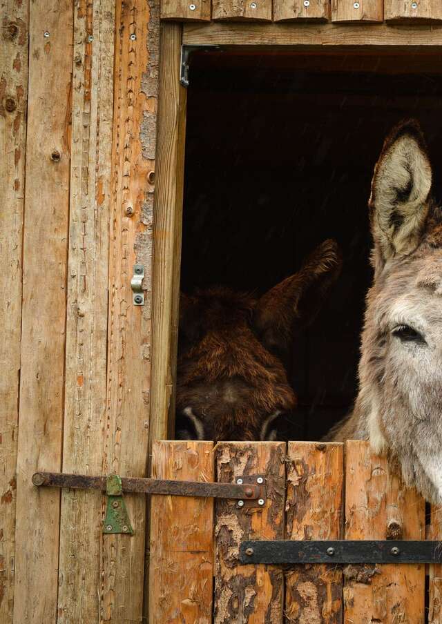 Un après-midi de rencontre avec les ânes