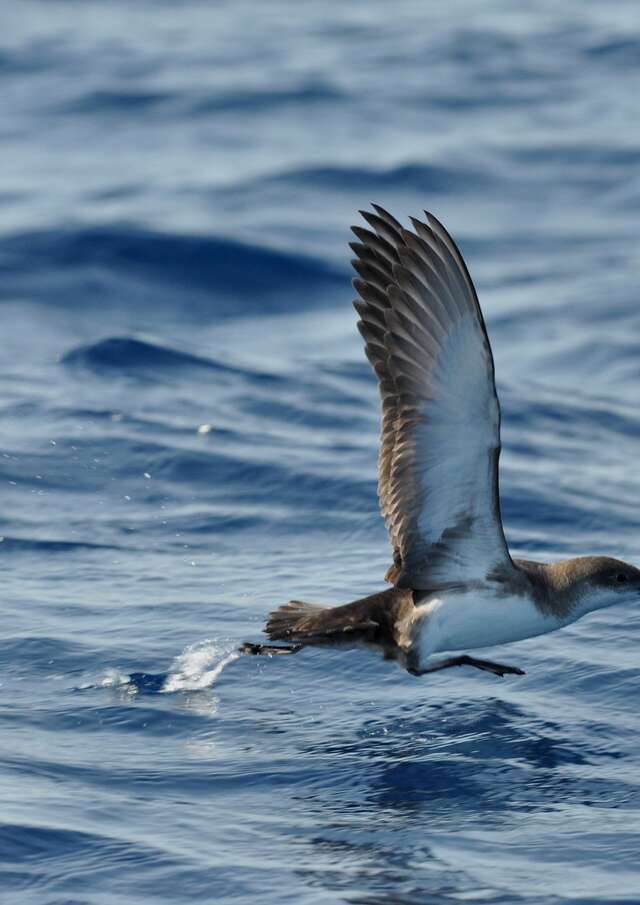 Point rencontre : L'ornithologie par la plume (Porquerolles)