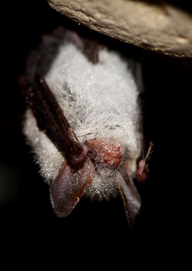 Le monde renversant des chauves-souris